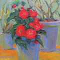 Begonias In Shade