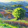 Mountain Oak